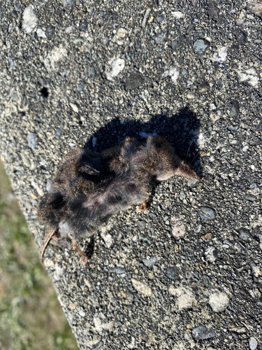Pacific Shrew