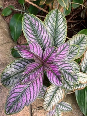 Strobilanthes auriculata dyeriana