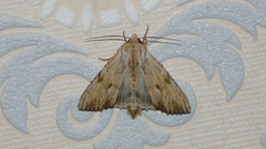 Apamea lithoxylaea