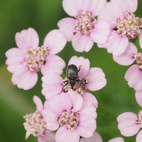 Strawberry blossom weevil photo 3
