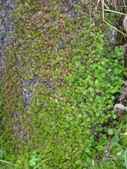 Leptostigma setulosum