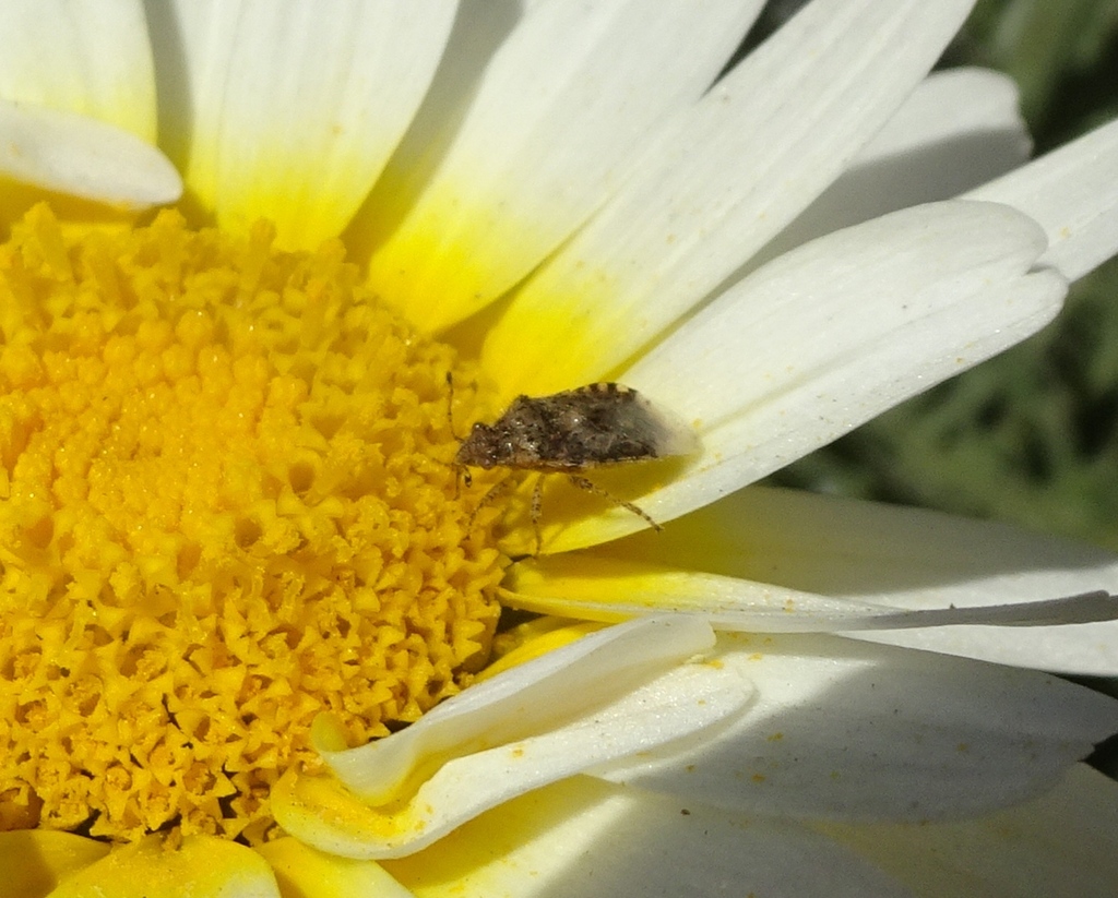 Arhyssus tricostatus