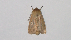 Mythimna pudorina
