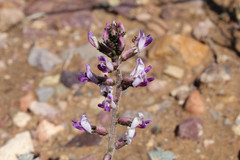 Astragalus layneae