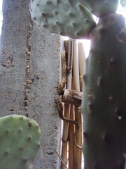 Leptodeira polysticta