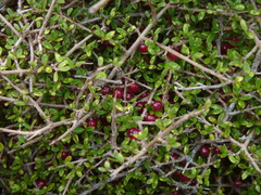 Coprosma decurva