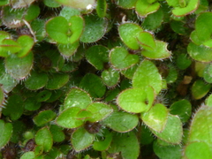 Leptostigma setulosum