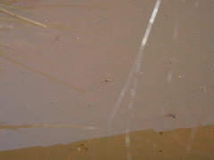 Gerromorpha