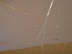 Gerromorpha