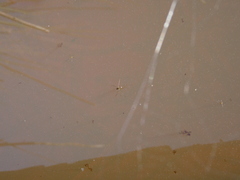 Gerromorpha