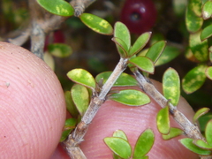 Coprosma decurva