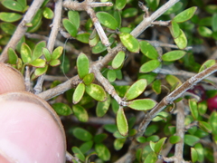 Coprosma decurva
