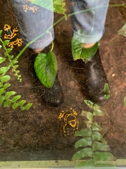Dendrobates leucomelas