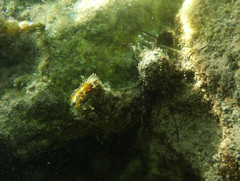 Malleus