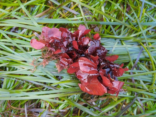 Image of Opuntiella californica by (c) Matt Muir, some rights reserved (CC BY)