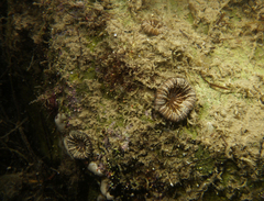 Homophyllia australis