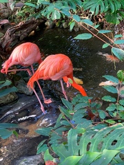 Phoenicopteriformes