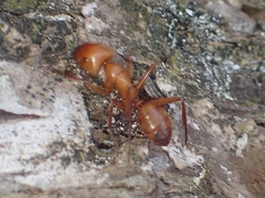 Camponotus hannani