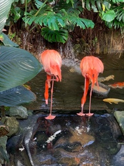 Phoenicopteriformes