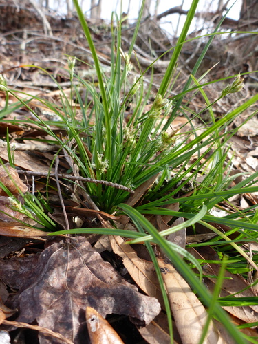 Image of Carex floridana by (c) mfeaver, some rights reserved (CC BY)