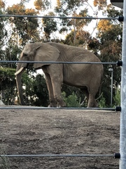 Elephantidae