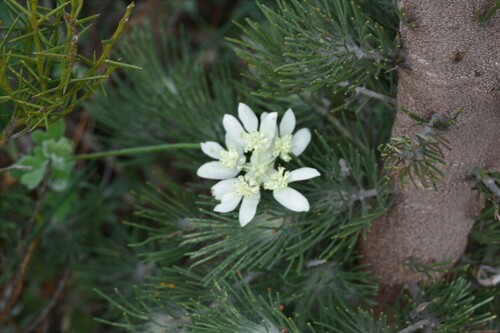 Image of Xanthosia tomentosa by (c) luluchouette, some rights reserved (CC BY)