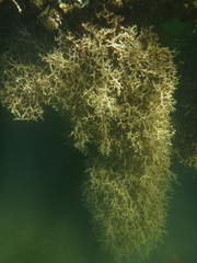 Amathia verticillata