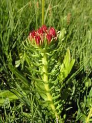 Rhodiola algida