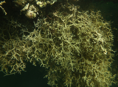 Amathia verticillata