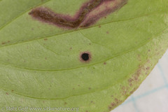 Puccinia porphyrogenita