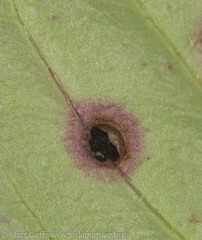 Puccinia porphyrogenita