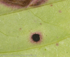 Puccinia porphyrogenita