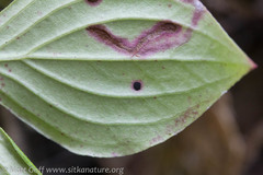 Puccinia porphyrogenita