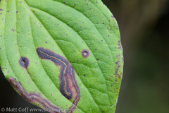 Puccinia porphyrogenita