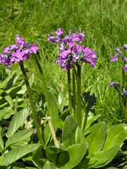 Primula nivalis