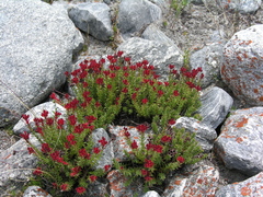 Rhodiola quadrifida
