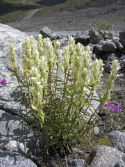 Castilleja pallida