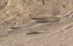 Cyprinodon salinus salinus