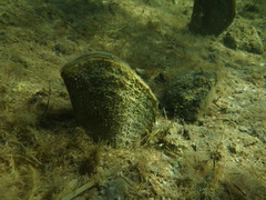 Pinna bicolor