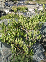 Salix arbuscula