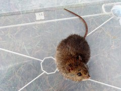 Australian Bush Rat photo 5