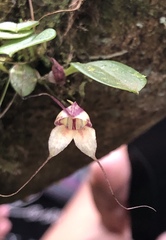 Masdevallia nidifica