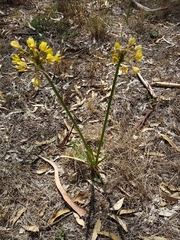 Calostemma luteum