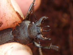 Mecodema sculpturatum