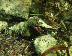 Australaria australasia