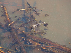 Limnoporus canaliculatus
