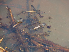 Limnoporus canaliculatus