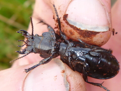 Mecodema sculpturatum
