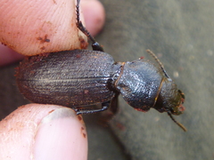 Mecodema sculpturatum
