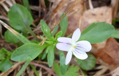 Image of Viola bicolor